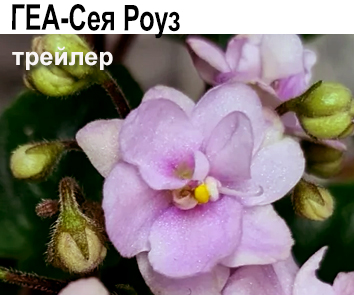 ГЕА-Сея Роуз (Галицкая)  НОВИНКА КАТАЛОГА