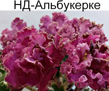 НД-Альбукерке (Данилова-Суворова)