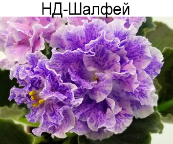 НД-Шалфей (Данилова-Суворова)