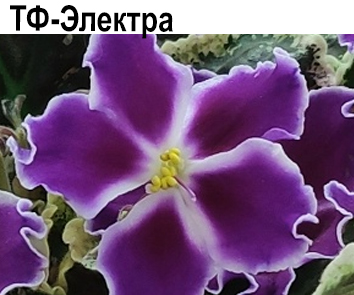 ТФ-Электра (Фурлетова)  НОВИНКА КАТАЛОГА