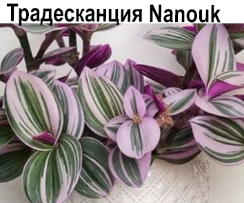 Традесканция розовая Nanouk