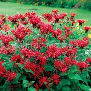 Монарда гибридная Гадэнвью Скарлет /уп 1 шт/ Поиск