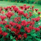 Monarda-gibridnaya-Gadenvyu-Skarlet-up-1-sht-Poisk