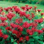 Monarda-gibridnaya-Gadenvyu-Skarlet-up-1-sht-Poisk