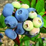 Golubika-vysokoroslaya-Spartan-1-sht-Poisk