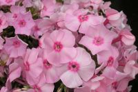 Флокс 'Детство' /  Phlox 'Detstvo'