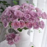 Либеллула (Libellula)