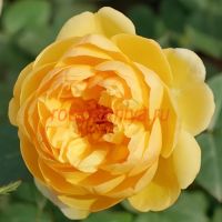 Люсиоль (Luciole)