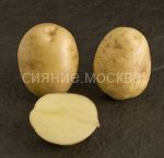 Kartofel-Muzyka-semennoj-super-superelita-2-kg-egorsha