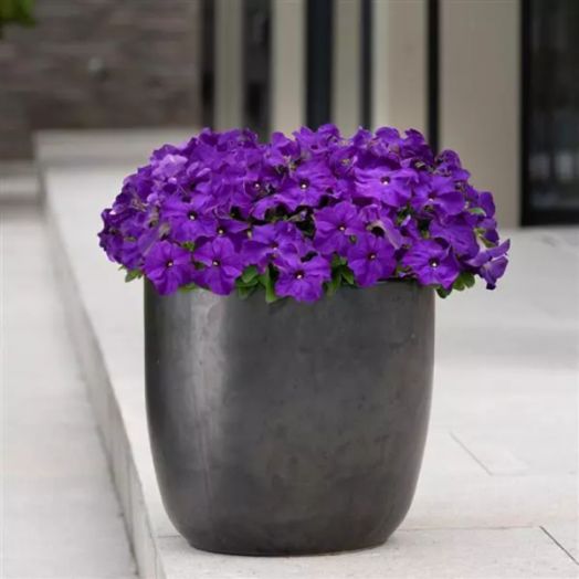 Петуния крупноцветковая (Petunia grandiflora F1) Ez Rider True Blue, 100 драже