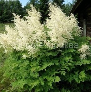 ВОЛЖАНКА ДИОИКУС, 1 шт (Флора Селект)