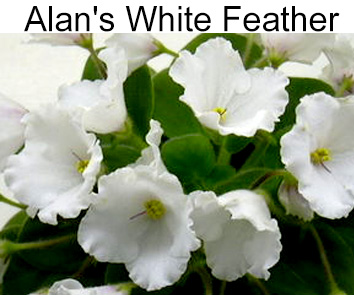 Alan's White Feather