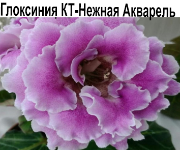Глоксиния КТ-Нежная Акварель