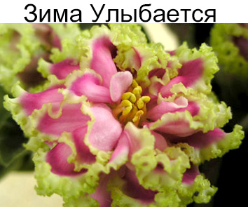 Зима Улыбается (Макуни)