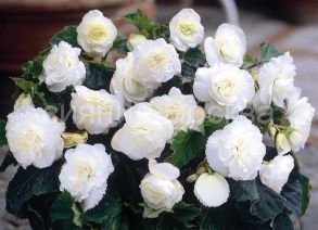 Бегония Нон Стоп Белая, 5/6, 1 шт., Колорлайн