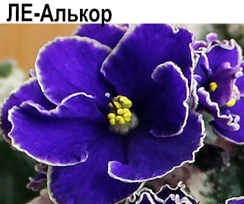 ЛЕ-Алькор (Лебецкая)  НОВИНКА КАТАЛОГА