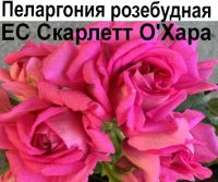 ЕС-Скарлетт О'Хара