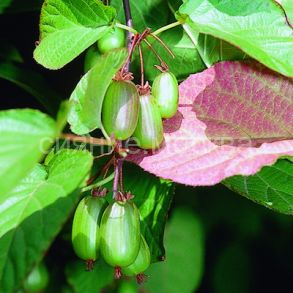 Актинидия коломикта Доктор Шимановски, Dr Szymanowski (Серия Северный Сад), 1 шт., Поиск