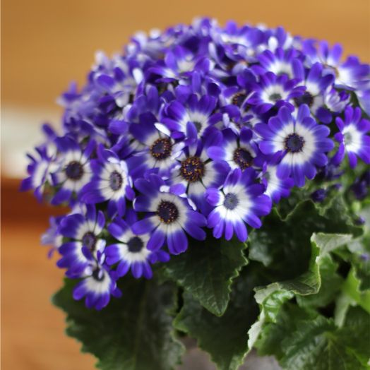 Цинерария гибридная (Cineraria cruentus) Star Wars Blue Shades, 10 семян