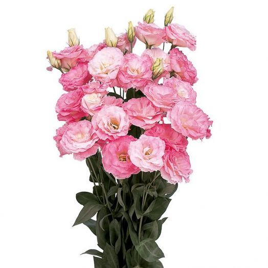 Эустома(Лизиантус) махровая (Eustoma grandiflorum) Mariachi Misty Pink, 50 драже