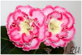 ЕН-Рассветное Солнце