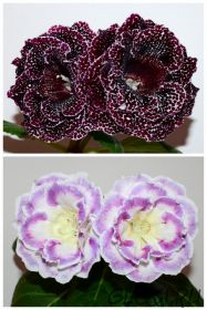 ЕН-Черри Берри/ЕН-Акварельные Узоры