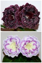 ЕН-Черри Берри/ЕН-Акварельные Узоры