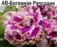 АВ-Богемная Рапсодия