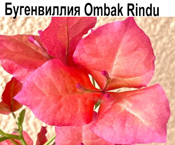 Бугенвиллия Ombak Rindu variegata
