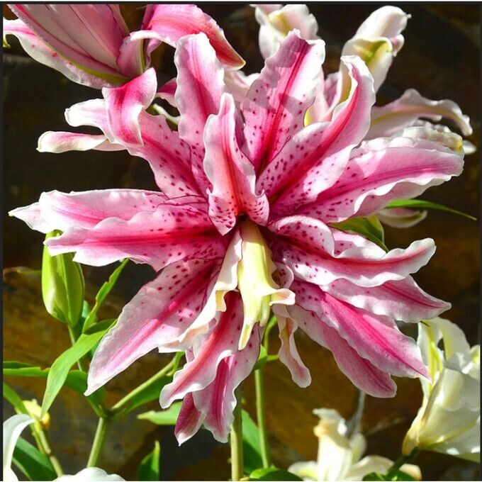 Мэджик Стар (восточ махр) лилия