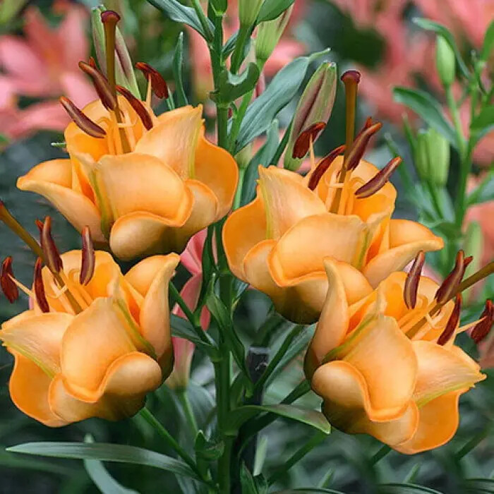 АПРИКОТ ФЬЮДЖ    (МАХРОВАЯ) лилия