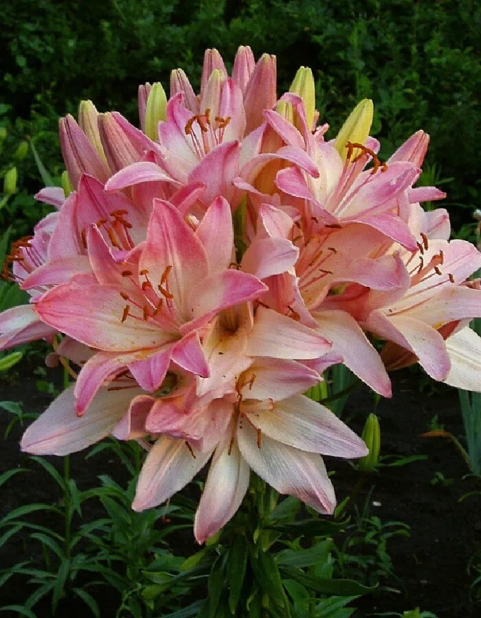 Марлен (азиатка)