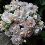 Мартина Гийо(Martine Guillot)