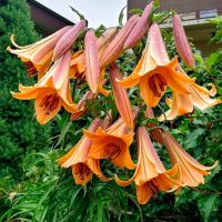 АФРИКАН КУИН (ТРУБЧАТАЯ ) лилия