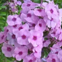 Чио чио сан метельчатый флокс