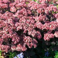 Очиток гибр. Строберри энд Крим