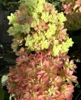 Мечта Лескова  махровая метельчатая гортензия Новинка 2025 года