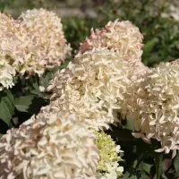 Скайфол (метельчатая) гортензия