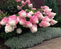 Ваниль фрайз (метельч) гортензия