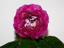 ЕН-Ворожейка (сел.Е.Николаева) Новинка 2025!