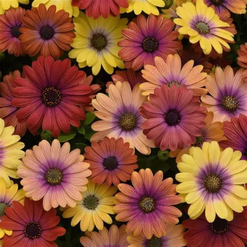 Остеоспермум Эклона (Osteospermum ecklonis) Akila Mix Hawaii Sunset, 25 семян