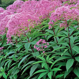 Посконник Атропурпуреум