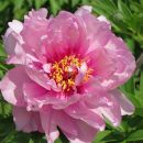 Пион Фест Эрайвал (ИТО)