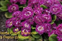 Пурпл Даймонд Беларина Примула