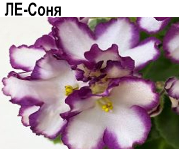 ЛЕ-Соня (Лебецкая)  НОВИНКА КАТАЛОГА