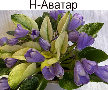 Н-Аватар (Бердникова)