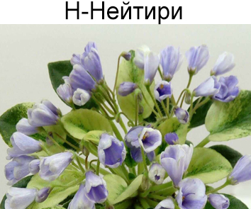 Н-Нейтири (Бердникова)