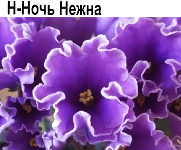 Н-Ночь Нежна (Бердникова)