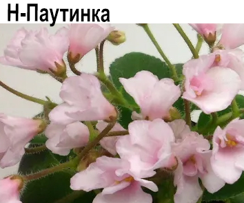 Н-Паутинка (Бердникова)  НОВИНКА КАТАЛОГА