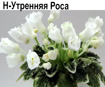 Н-Утренняя Роса (Бердникова)  НОВИНКА КАТАЛОГА